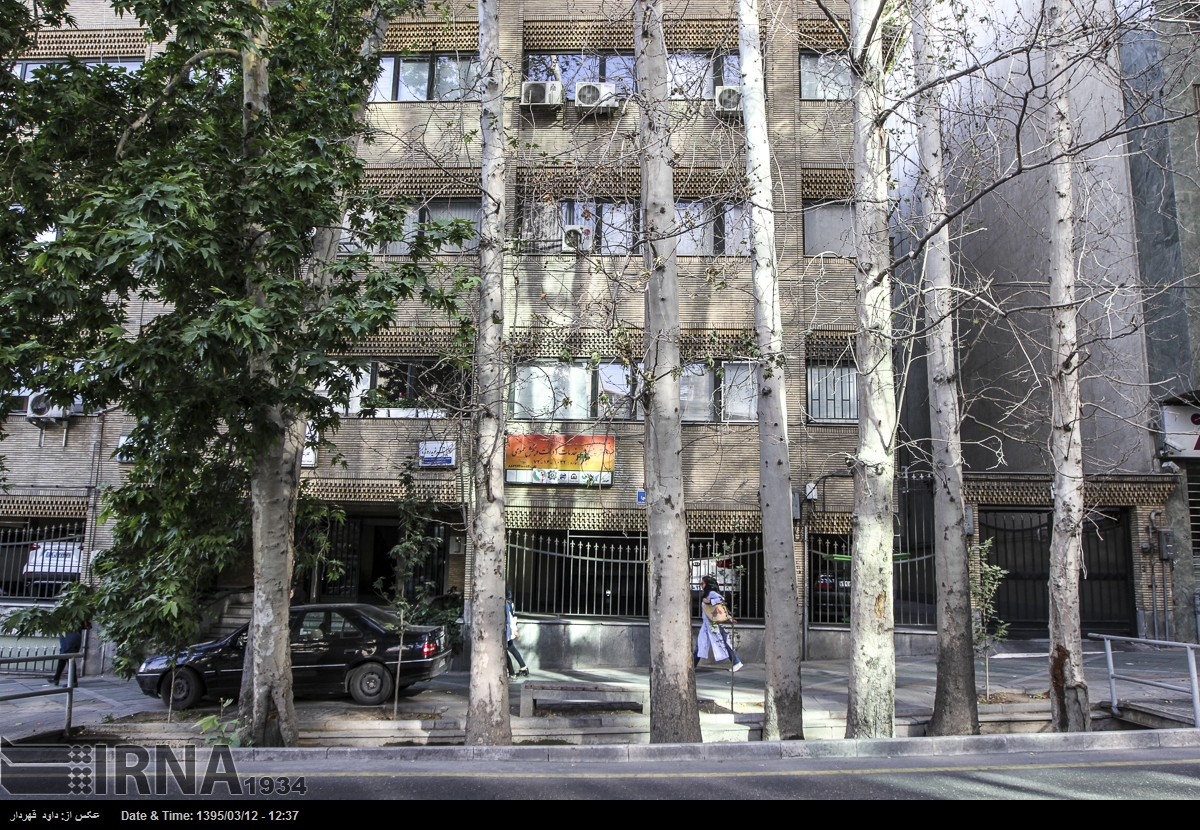 چنارهای خشک شده در خیابان ولی عصر تهران