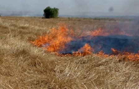 سوزاندن كاه و كلش مزارع  باعث فقر خاك می شود