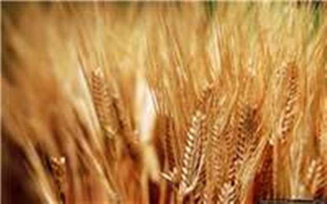معاون وزیر جهادوكشاورزی: تولید بذر در خراسان شمالی از نظر كیفی موردقبول است
