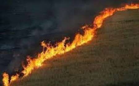 آتش در یكصد هكتار از گندمزارهای گنبدكاووس