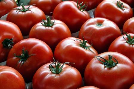 كشت گوجه فرنگي در مزارع شهرستان كوثر آغاز شد