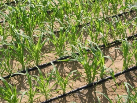 صرفه جويي بيش از 25 درصدي آب در مزارع با نوار تيپ