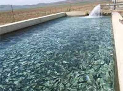 رئيس اداره شيلات: 85 استخر پرورش ماهي در ايرانشهر فعال است