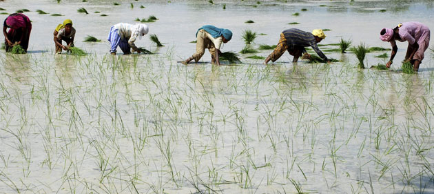 كاشت برنج در يك هزار و 800 هكتار از اراضي ميانه در آذربايجان شرقي