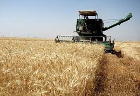 70 درصد مزارع گندم گنبدكاووس برداشت شد