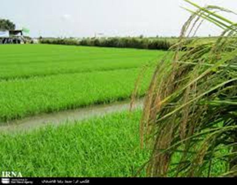 مشاركت فائو در كشت 40 هكتاري برنج روستاي 'ازباران ' فريدونكنار