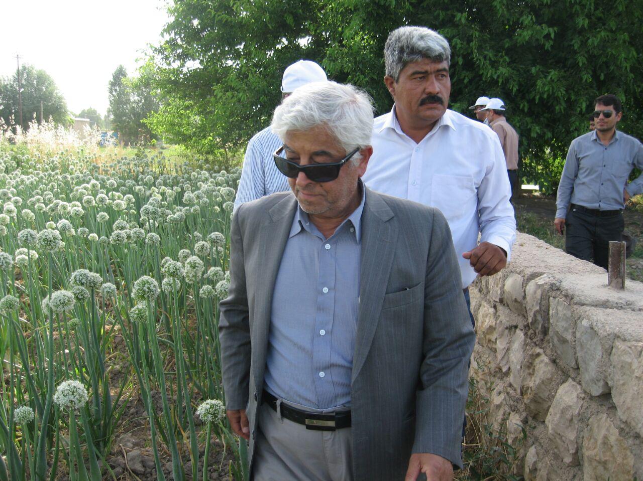 مشاور وزیر جهاد كشاورزی: باید جلو واردات 4 میلیارد دلاری دانه های روغنی را گرفت