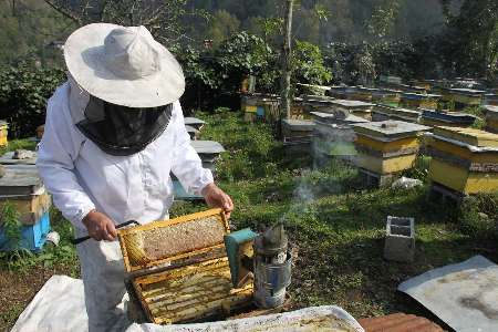 1700 تن عسل از زنبورستانهاي سلماس برداشت مي شود