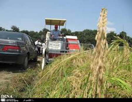 برنج مازندران زودتر وارد بازار می شود