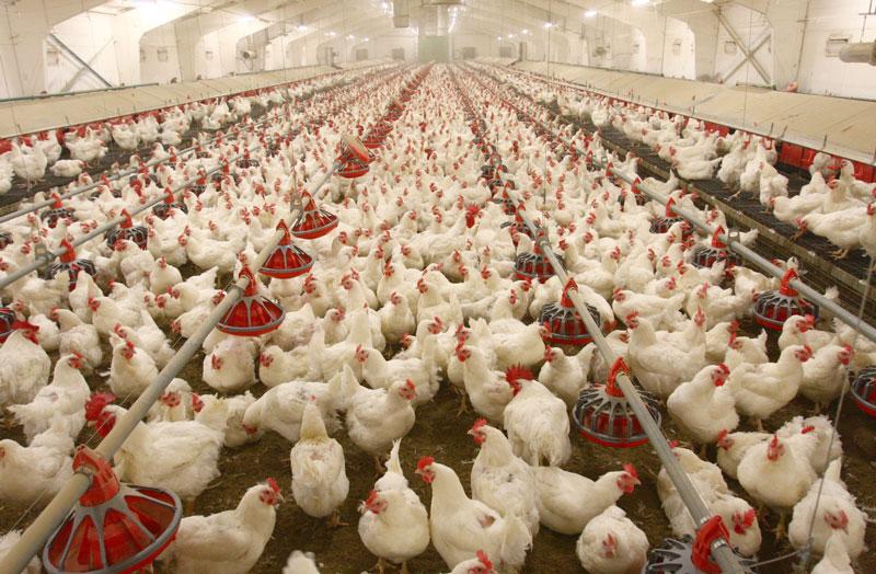 عوامل نوسان قيمت گوشت مرغ دربازار خوزستان