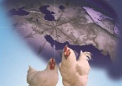 ایرانی ها 11 كیلوگرم گوشت مرغ بیش از میانگین جهانی مصرف می كنند