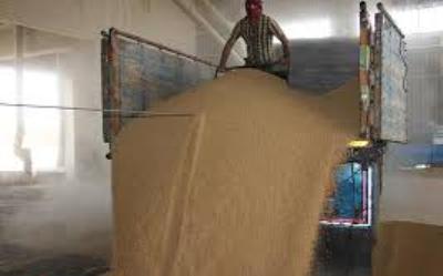 خرید گندم در گنبدكاووس از مرز 300 هزار تن گذشت