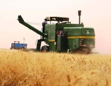 توليد گندم در شهرستان آبدانان سه برابر افزايش يافت