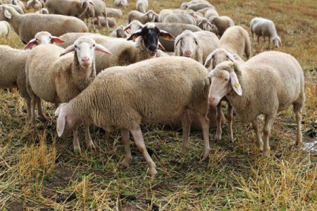 شمار گوسفندان در سال 94 به بیش از 47.9 میلیون راس رسید