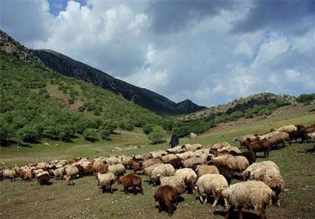 10 اكيپ ويژه در مراتع زنجان گشت زني مي كنند