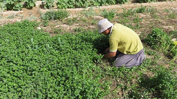 برداشت محصول هاي صيفي در مهران‏ شروع شد