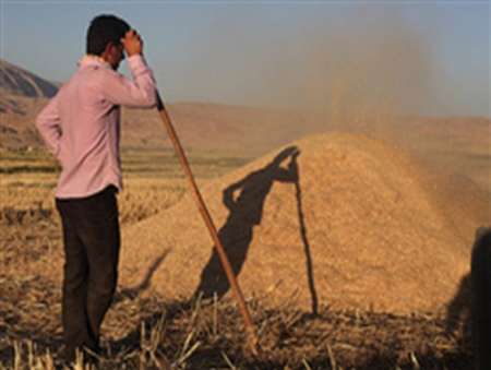 گندمكاران آذربایجان غربی در انتظار یاری مسئولان