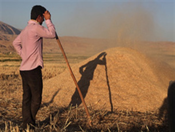 گندمكاران آذربایجان غربی در انتظار یاری مسئولان