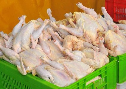 عرضه نامحدود گوشت مرغ منجمد در تهران براي پايين آوردن قيمت آن