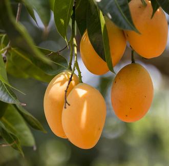 آغازچهارمين جشنواره شكر گزاري انبه و ياسمين گل ميناب از 21تير