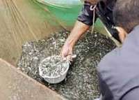 آغاز رهاسازی 75 میلیون قطعه بچه ماهی استخوانی در رودخانه سفیدرود