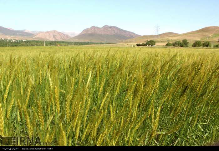 بخش کشاورزی خوزستان بدون خسارت از بارندگی‌های اخیر به سلامت عبور کرد