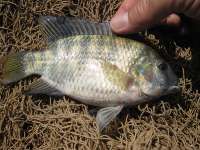 شناسایی سه گونه مهاجم ماهی'تیلاپیا' در خوزستان