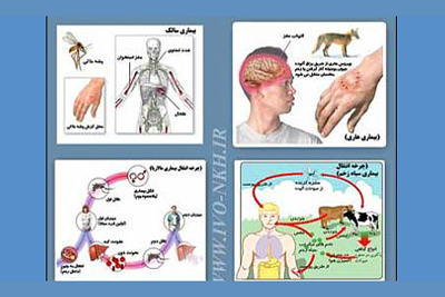 832 بیماری بین انسان و دام مشترك است
