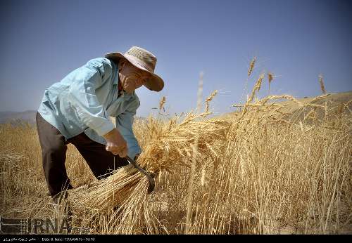 طرح جهش تولید در دیمزارهای استان کرمانشاه با جدیت پیگیری می شود