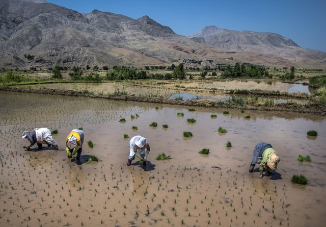 سه هزار و 500 هكتار از اراضي كشاورزي شهرستان قزوين زير كشت برنج رفت
