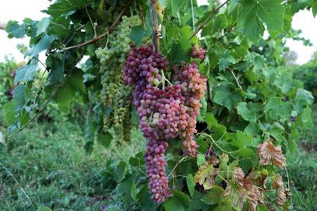 پيش بيني توليد 266 هزار تن انگور در آذربايجان غربي