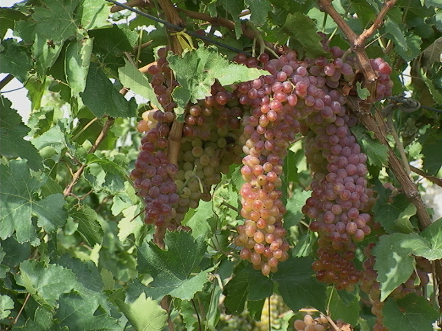 استفاده از سم دروسبان در باغات انگور ممنوع است