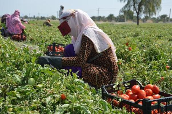 كشت نشاء سبزي،صيفي و گوجه فرنگي در گلخانه هاي كاكي بوشهر آغاز شد