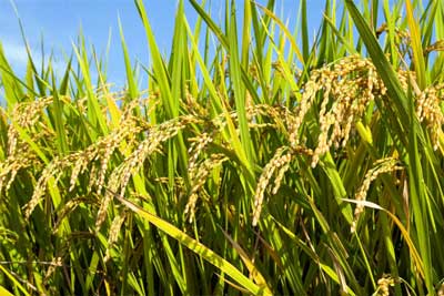میزان تولید برنج امسال  500هزار تن افزایش می یابد