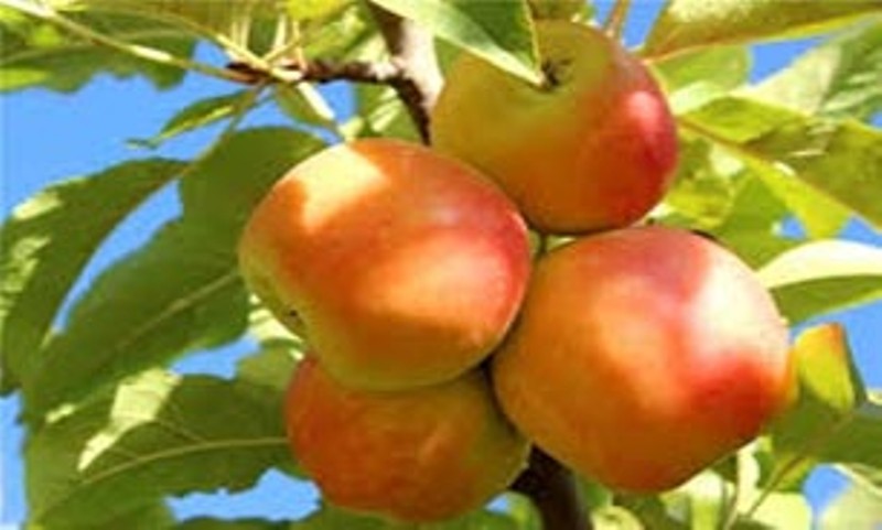 برداشت انواع میوه از باغات  بروجرد آغاز شد