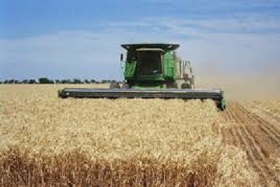 كشاورز محلاتی با استفاده از رقم اصلاحی بذر در تولید گندم ركورد زد