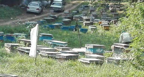 امسال 130 تن عسل بهاره در گاليكش توليد مي شود