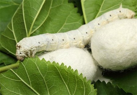 نوغان داری و تولید ابریشم در كردستان احیا شد