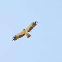 'عقاب پرپا' در غرب كشور مشاهده شد
