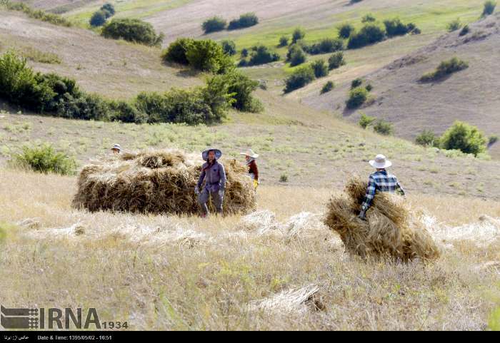 ایستگاه تحقیقاتی کشت دیم در گرمی تاسیس می‌شود