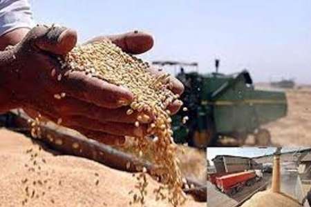 خرید تضمینی گندم در خراسان جنوبی 45 درصد افزایش یافت