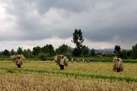 بارندگی برداشت برنج در گیلان را به تاخیر انداخت