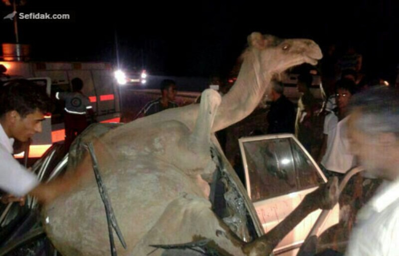 تصادف خودرو تويوتا با شتر در هرمزگان شش نفر را روانه بيمارستان كرد