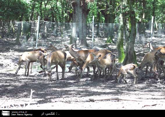 انتقال هوایی مرال های سمسكنده ساری به زیستگاه البرز مركزی