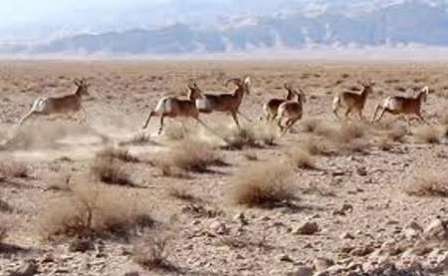 جست و خيز آهوان زيبايي هاي دشت سهرين زنجان را دوچندان كرده است