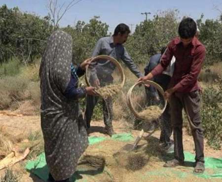 برداشت عدس سياه از مزارع روستاهاي بهاباد