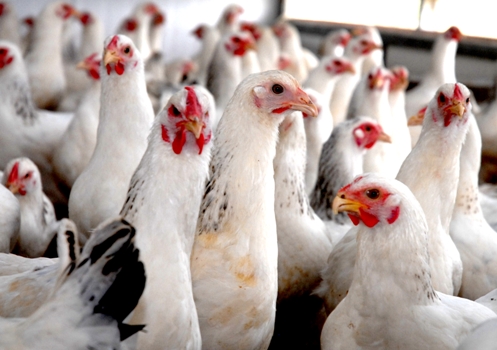 رییس انجمن پرورش دهندگان مرغ گوشتی: كاهش تقاضا، قیمت مرغ را پایین آورد