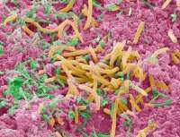 نقش ميكروب هاي دهان در سرطان روده بزرگ
