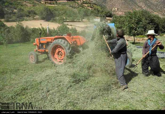 خطر پذیری بالای کشت دوم برنج بعد از پانزدهم مرداد ماه در مازندران/علوفه بکارید