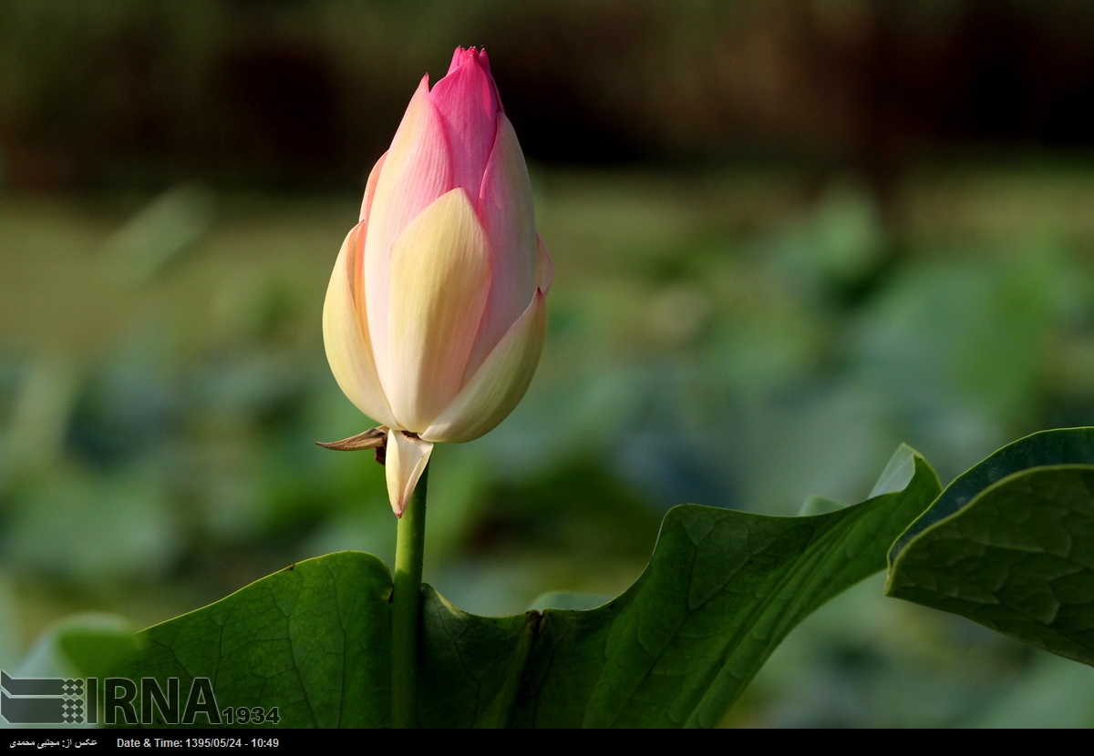 Caspian Lotus flowers in Anzali Lagoon